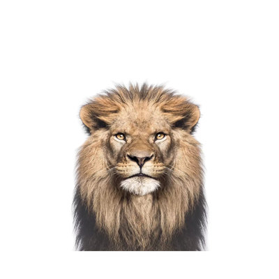 " Lion " Print