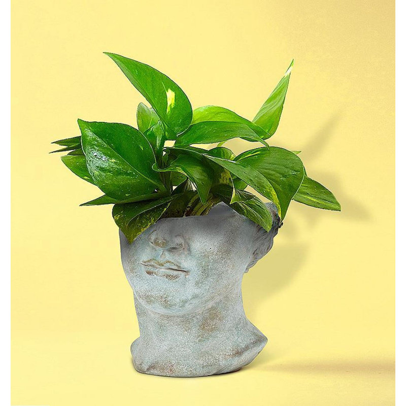 Pot à fleurs demi-mâle