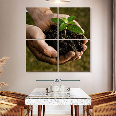 Senne New Seedling Sprouting