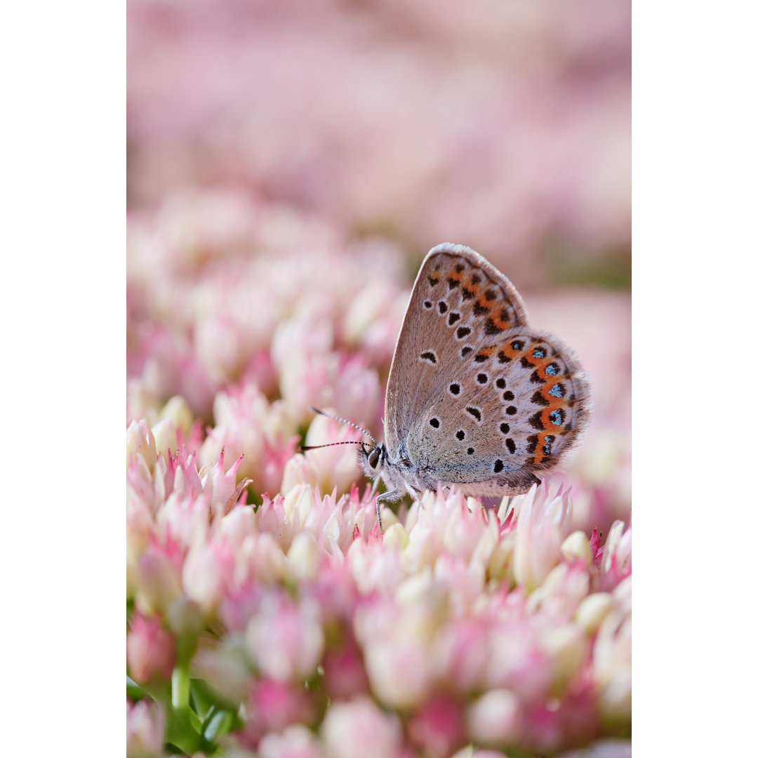 Schmetterling auf rosa und weißen Blumen von Thomas Marx - Foto ohne Rahmen auf Leinwand