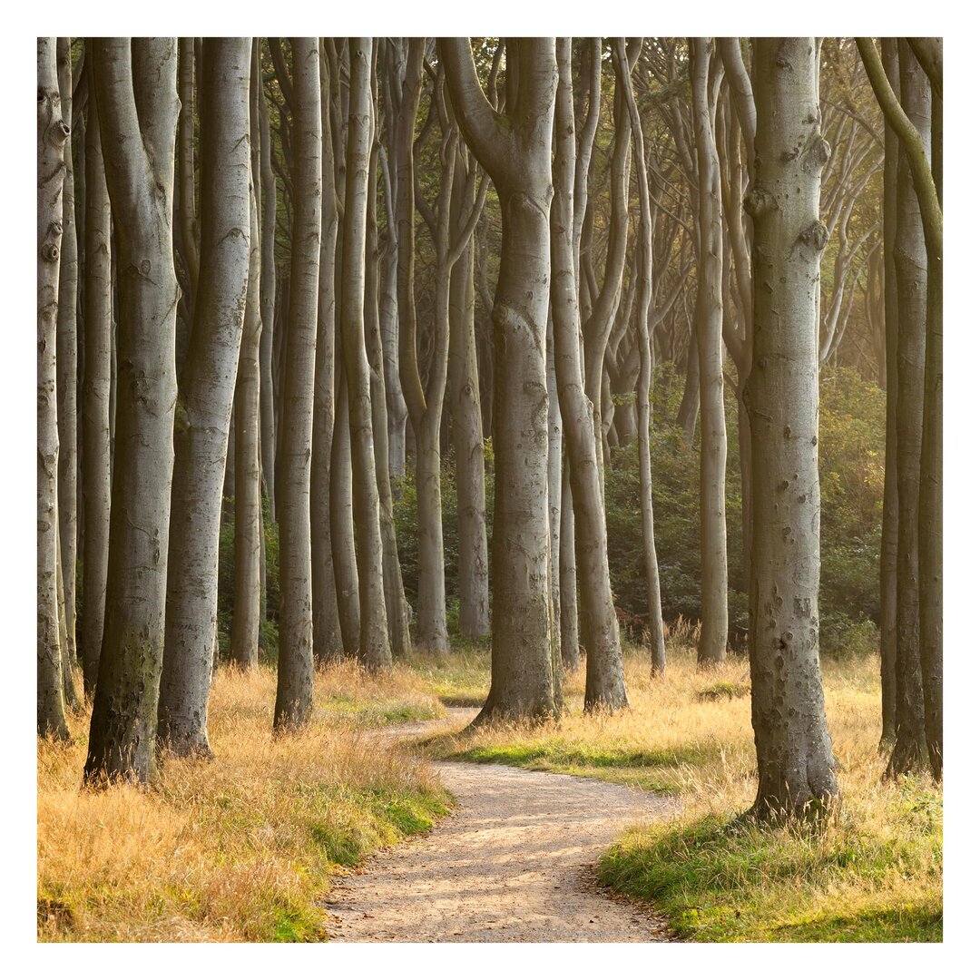 Matt Fototapete Waldweg in Norddeutschland 2,4 m x 240 cm