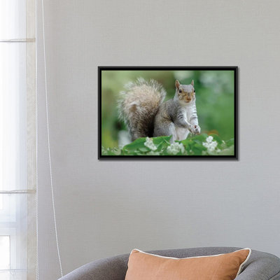 « eastern gray écureuil », reproduction de photo sur toile