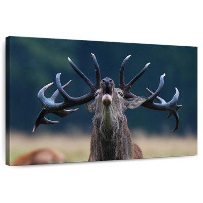 Bruit de cerf Brampt