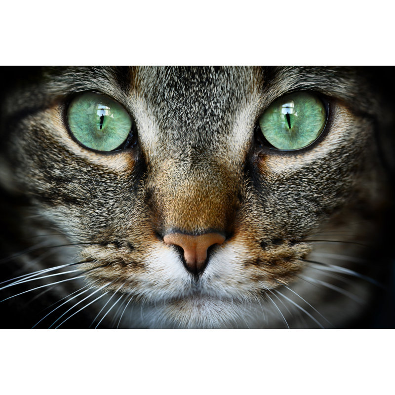 Cat - Wrapped Canvas Print, 61cm H x 91cm W x 3.8cm D