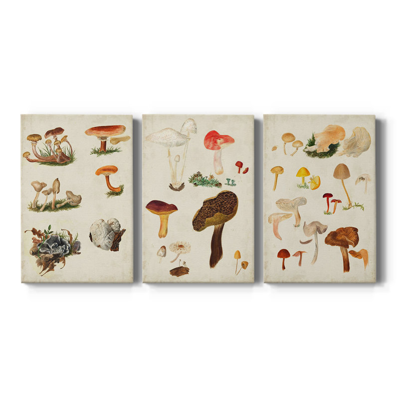 Mushroom Species X - Toile tendue sur mesure avec châssis - 3 pièces, H 18 po x l 36 po