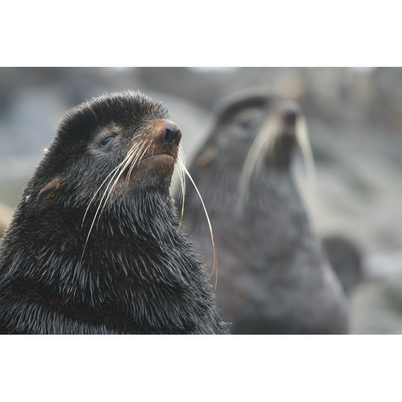 Northern Fur Seal by Irgik - Wrapped Canvas Print, 30cm H x 46cm W