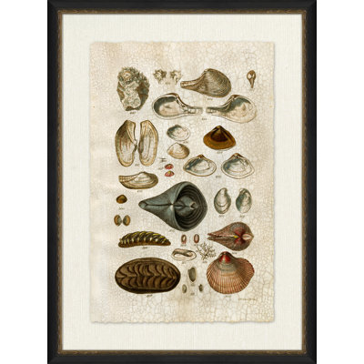 Crackled Clam Shell II Framed Painting