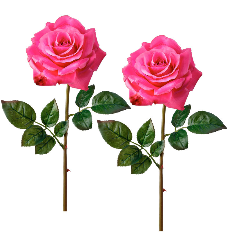 27"Just Cut Open Garden Rose, Fuchsia