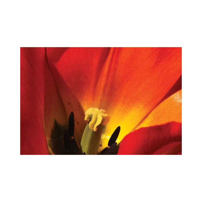 Macro Tulip 1 Piece Wrapped Canvas Wall Art, 66.04cm H x 101.6cm W x 1.91cm D