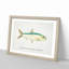 Illustration of a Pilchard by F.E. Clarke - Picture Frame Painting Print-55579444-55579440