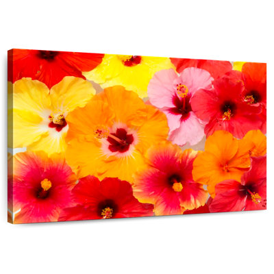 Hibiscus Harnek en été