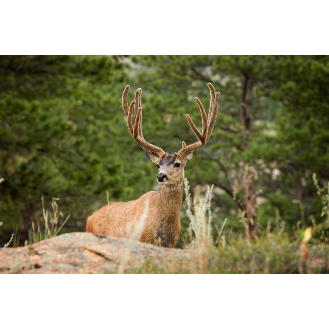 Regal Wild Mule Deer von Jimkruger - Druck auf Leinwand ohne Rahmen