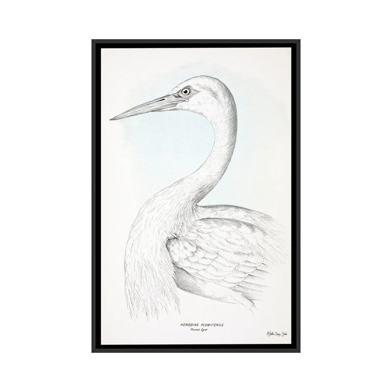 Herodias Plumiferus by Stellar Design Studio - Print on Canvas, Black Floater Frame, 66.04 cm H x 45.72 cm W