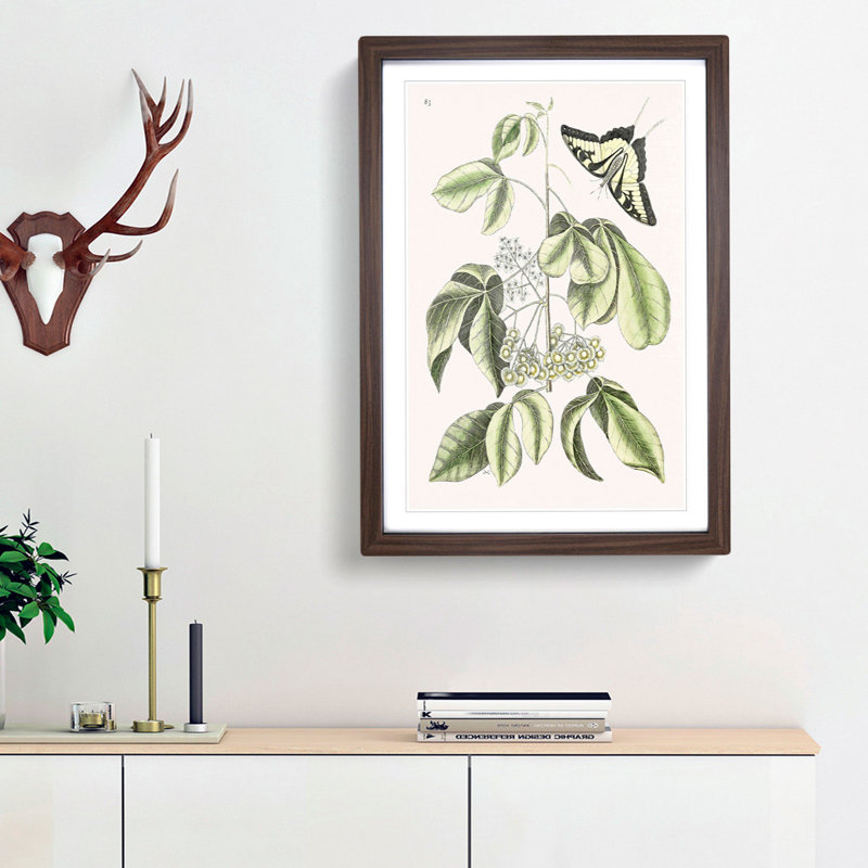 Swallowtail Butterfly by Mark Catesby - Framed Print, 87cm H x 62cm W x 2cm D, Walnut Framed