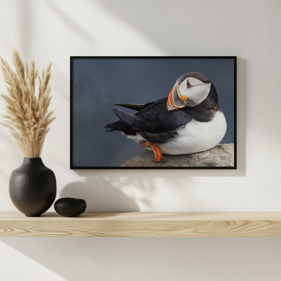 Atlantic Puffin by Nathan Larson Art Print