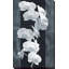Orchidée opulence I par Katrina Craven - impression-582846773-582846772
