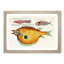 East Indies Fish Illustrations XXX by Louis Renard - Picture Frame Graphic Art Print-55537339-55537343