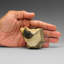 Genuine Hollardops Trilobite Fossil From Ofaten, Morocco (224 Grams)