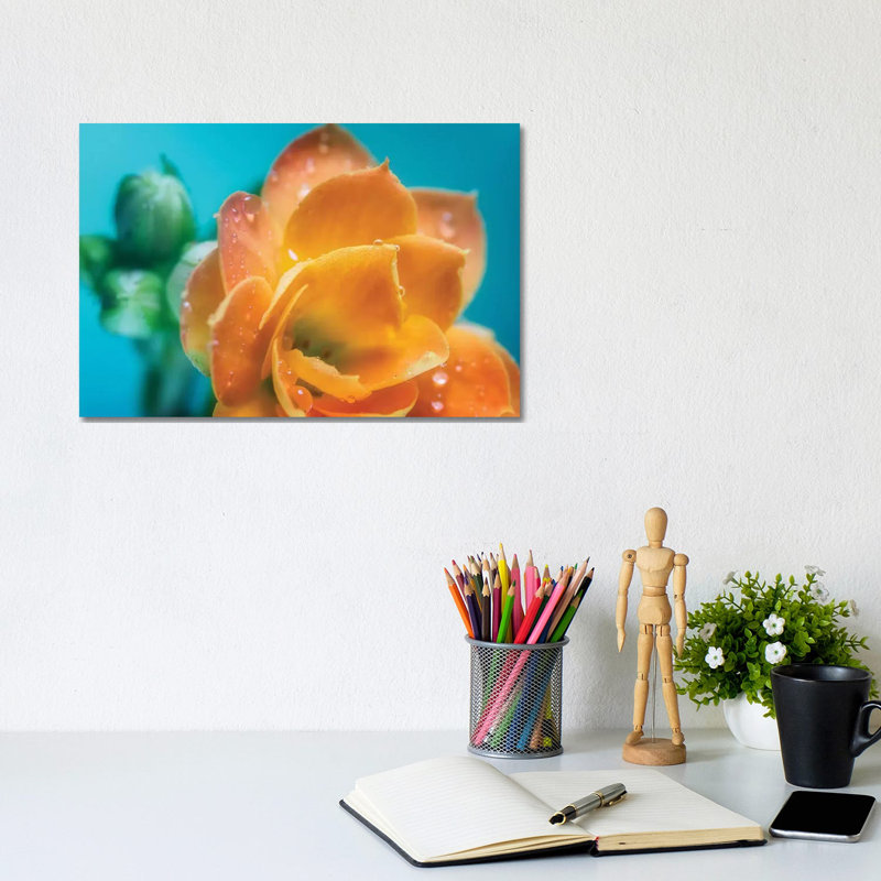 Orange Tulip With Water Droplets - Wrapped Canvas Print, 20.32cm H x 30.48cm W x 1.905cm D