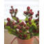 Framboise rouge artificielle 16,5 po-136068686