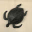 Curieuse tortue de mer - Patine