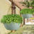 Hanging Planter-1286674576