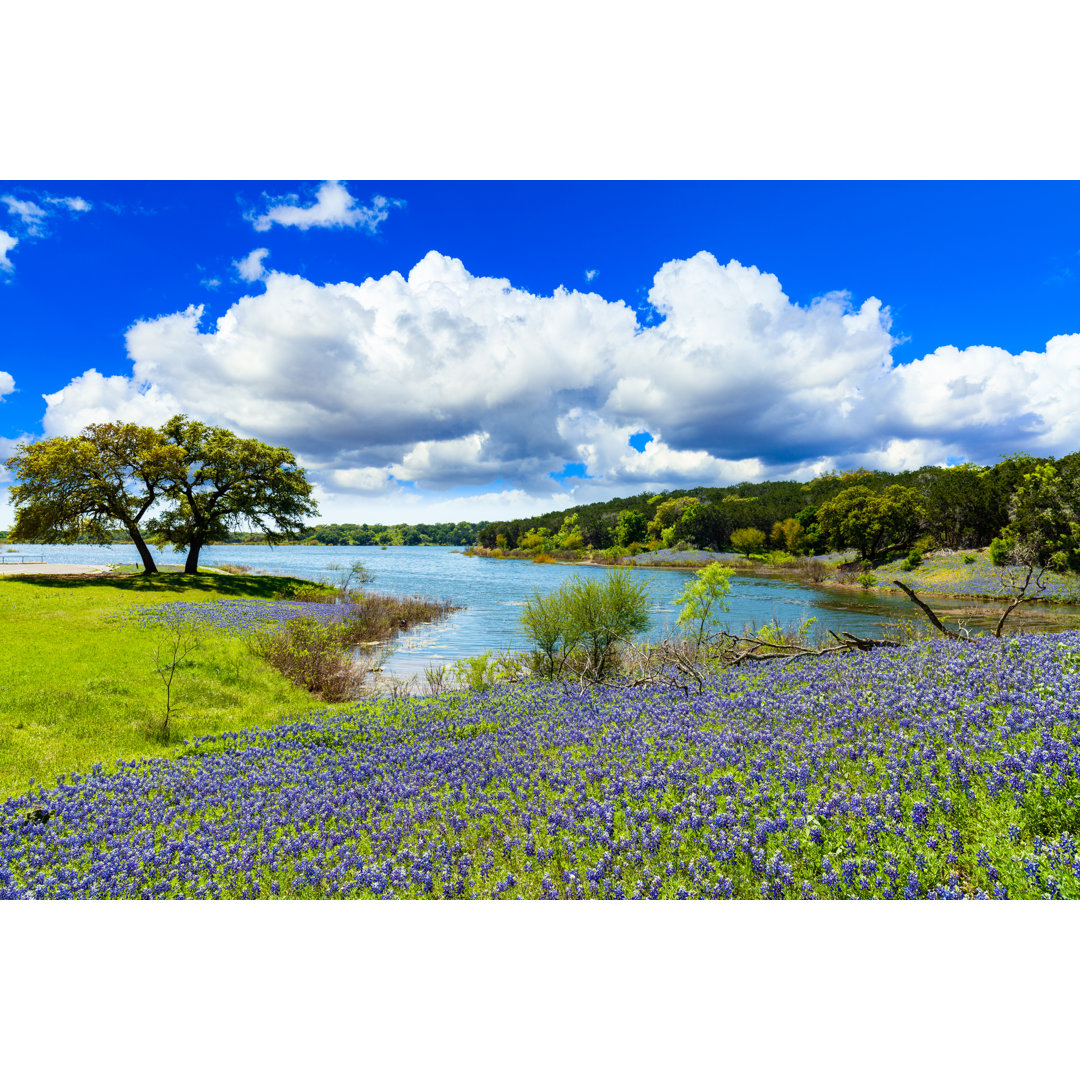 Texas Bluebonnets