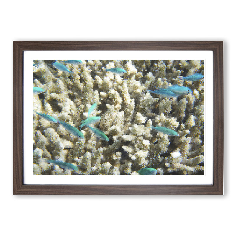 Coral Reef and Blue Fish - Picture Frame Graphic Art on MDF, Walnut Framed, 27cm H x 36cm W x 2cm D