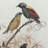 S/2 Bird Framed Print