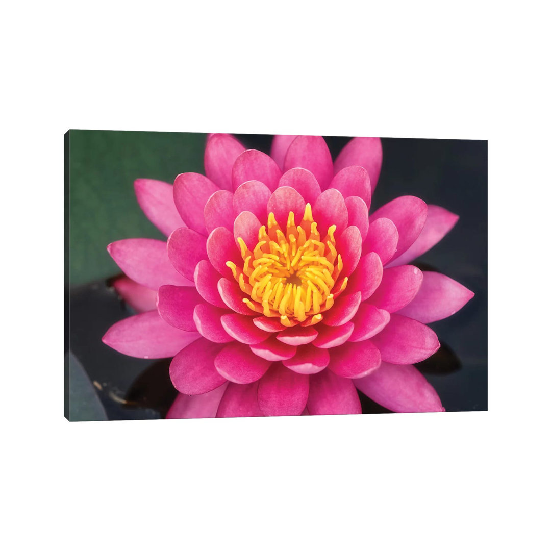Pink Lotus Flower by Glauco Meneghelli - Print on Canvas
