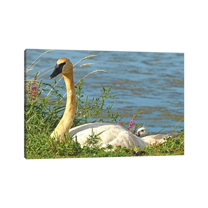 Trumpeter Swan And Cygnet by Brian Wolf - Wrapped Canvas Print, 20.32 cm H x 30.48 cm W