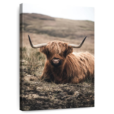 Brampt Still Highland Cow