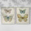 Botanical Butterfly I-Premium Framed Print -Ready to Hang - No Nails Required - No Nails Required-382400492-382400491
