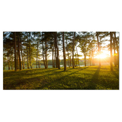 " Bright Sunlight In Dense Forest "