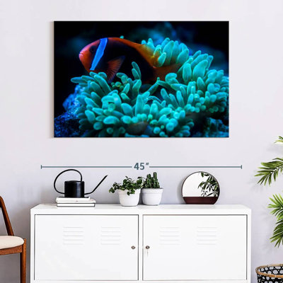 Brampt Tomato Clownfish