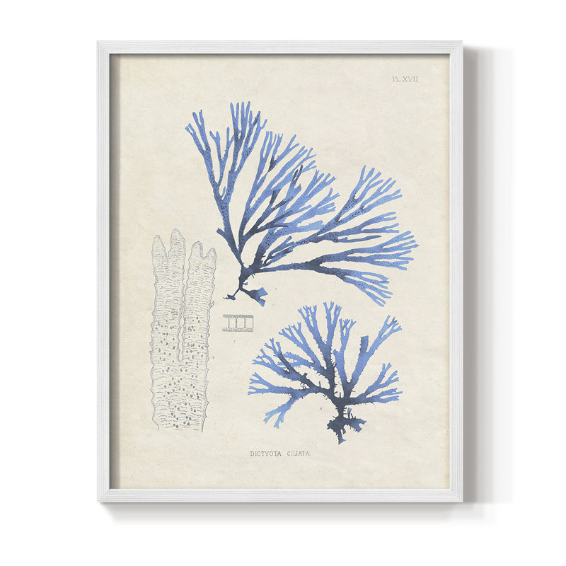 «Blue Marine Algae V», reproduction encadrée en bois massif, Cadre simple blanc, H 14 po x l 11 po
