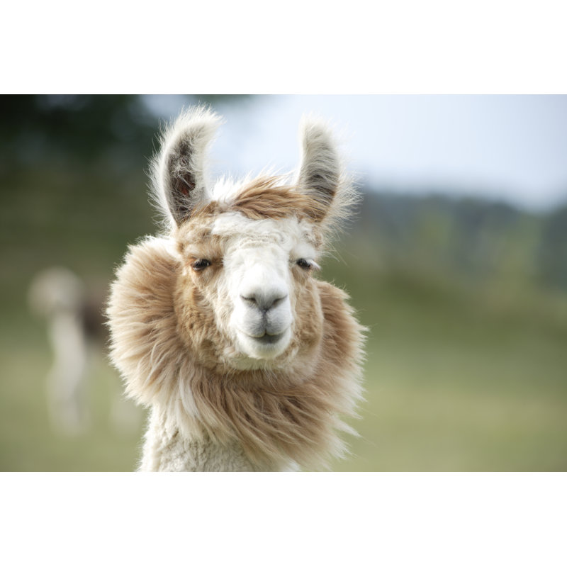 Llama Close-Up - Wrapped Canvas Print, 81cm H x 122cm W x 3.8cm D