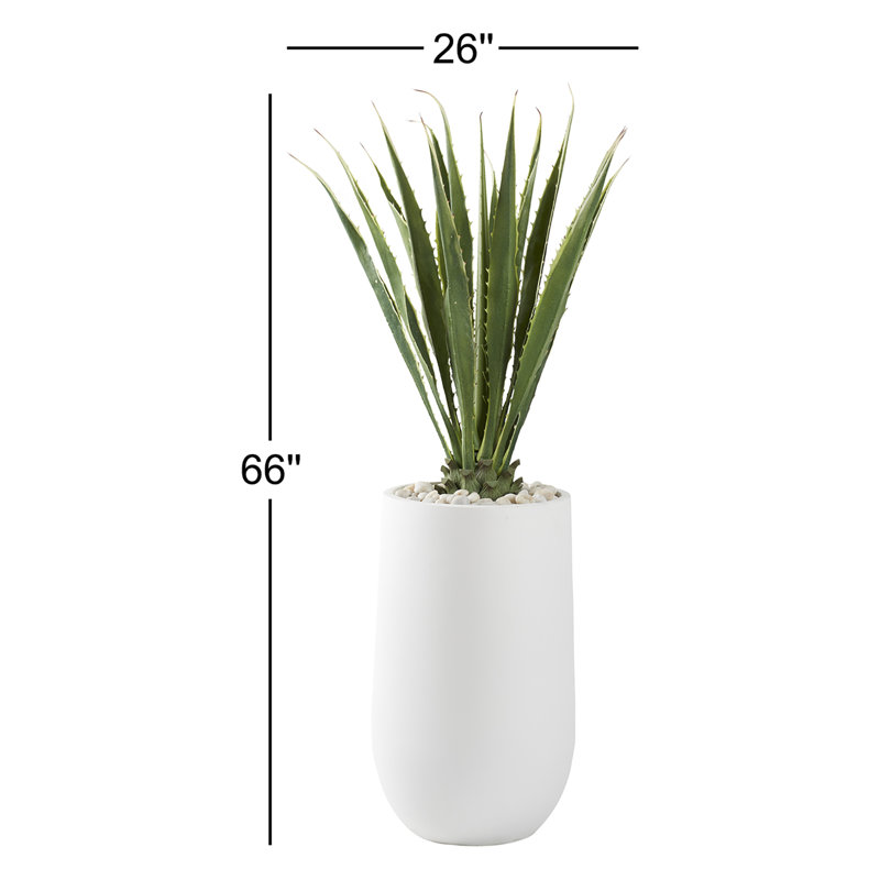 5,5 po Agave dans un grand pot rond