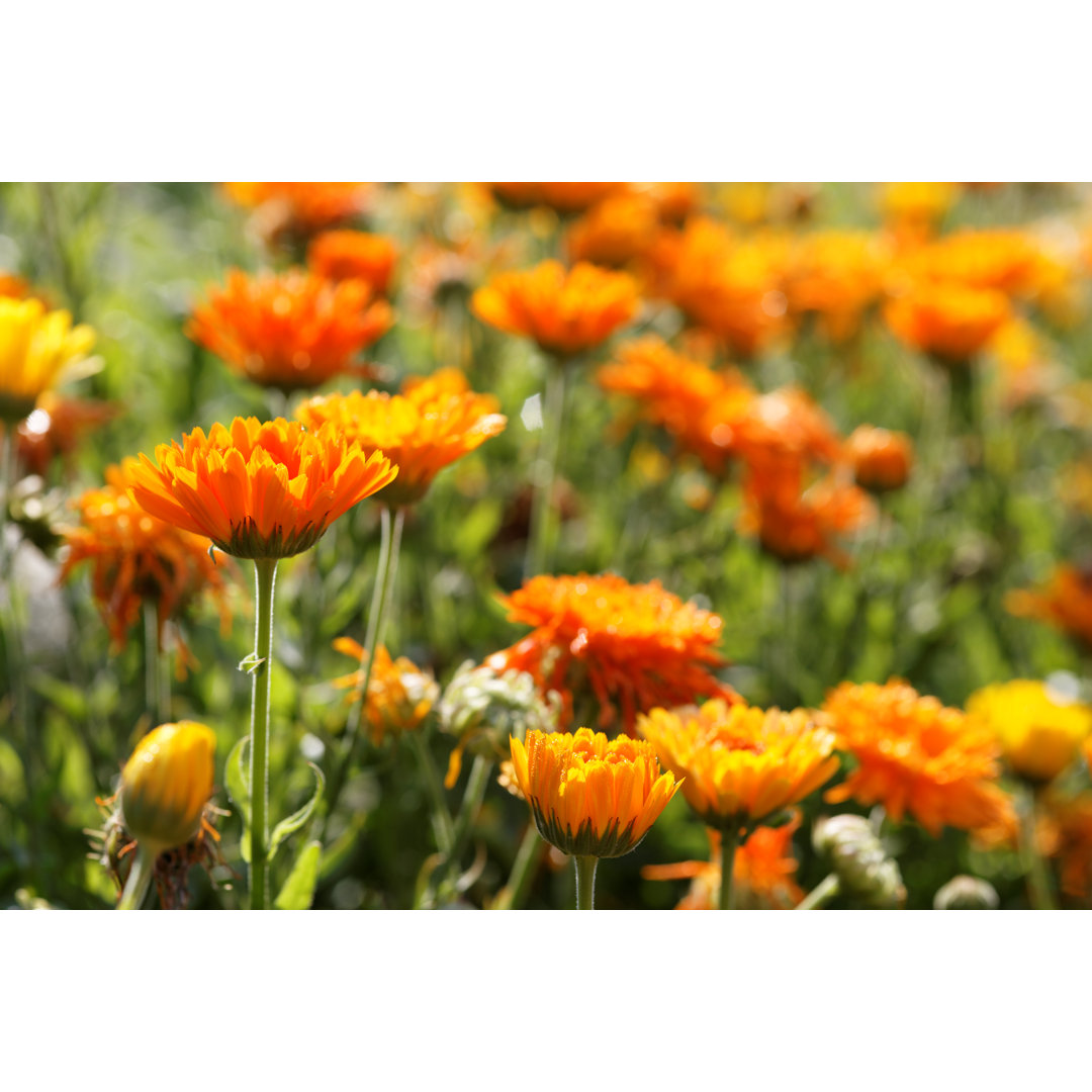 Calendula Officinalis Wiese - Kunstdrucke auf Leinwand - Wrapped Canvas