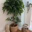 Faux Ficus Tree-112375805-112375806