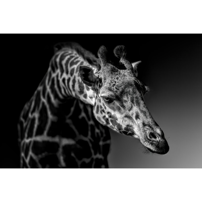 Wrapped Canvas Print, 50.8 cm H x 76.2 cm W
