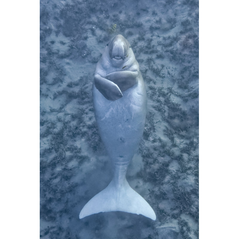 Funny Dugong Floating by Cinoby - Wrapped Canvas Print, 122cm H x 81cm W x 3.8cm D