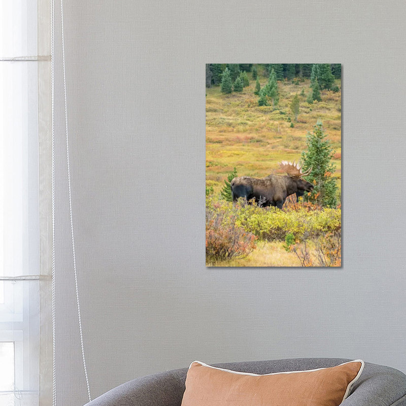 USA, Colorado, Cameron Pass. Bull Moose With Antlers. by Jaynes Gallery - Wrapped Canvas Gallery-Wrapped Canvas Giclée