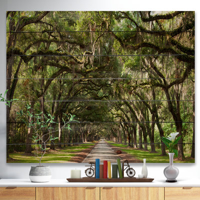 Live Oak Tunnel - Imprimé