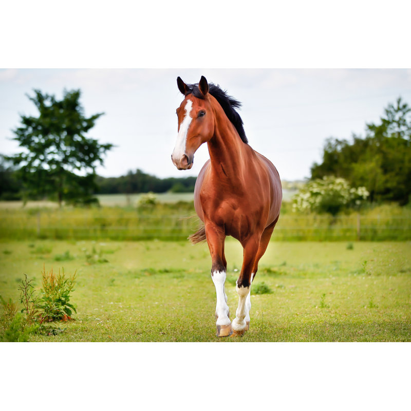 Brown Pedigree Horse by Bigandt - Wrapped Canvas Print, 20.32cm H x 30.48cm W