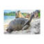 Art mural tortue majestueuse-625064173