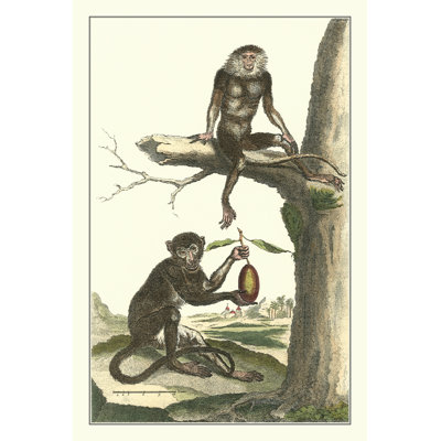 Macaque And Douc Monkeys (PS) by Denis Diderot - Wrapped Canvas Print