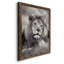 Pride of the Pride - Photographie de cadre photo sur toile-1597176398-1597176392
