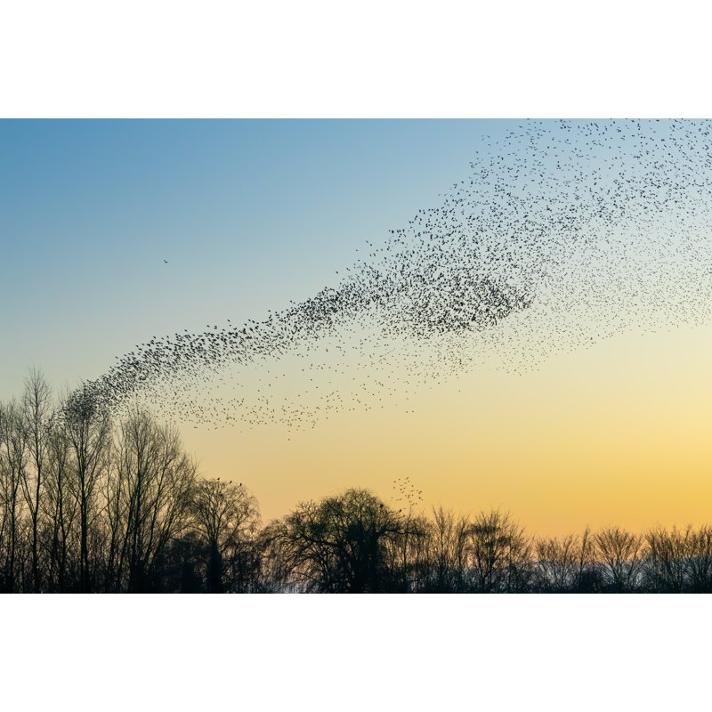 Beautiful Large Flock Of Starlings by AGD Beukhof - Wrapped Canvas Print, 20cm H x 30cm W x 3.8cm D