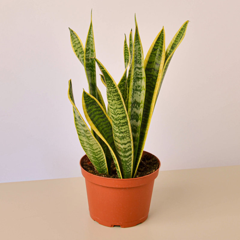 Sansevieria Laurentii 6" Pot Indoor Outdoor Houseplant